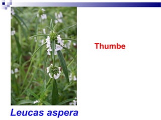 Thumbe
Leucas aspera
 