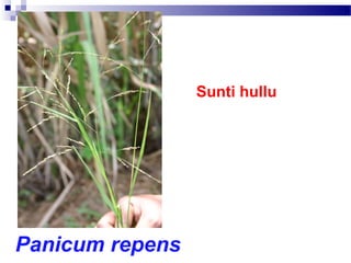 Sunti hullu
Panicum repens
 