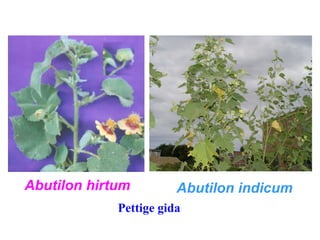 Abutilon hirtum Abutilon indicum
Pettige gida
 