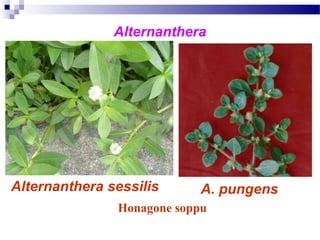 Alternanthera
A. pungens
Honagone soppu
Alternanthera sessilis
 