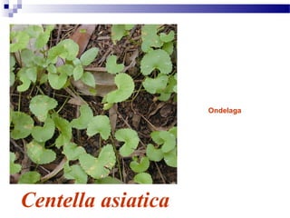 Centella asiatica
Ondelaga
 