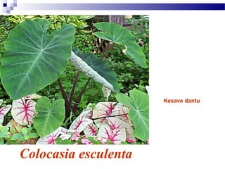 Colocasia esculenta
Kesave dantu
 