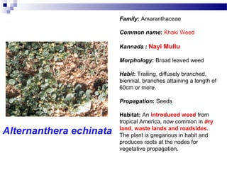 Family: Amaranthaceae
Common name: Khaki Weed
Kannada : Nayi Mullu
Morphology: Broad leaved weed
Habit: Trailing, diffusely branched,
biennial, branches attaining a length of
60cm or more.
Propagation: Seeds
Habitat: An introduced weed from
tropical America, now common in dry
land, waste lands and roadsides.
The plant is gregarious in habit and
produces roots at the nodes for
vegetative propagation.
Alternanthera echinata
 