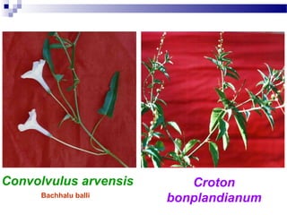 Croton
bonplandianum
Convolvulus arvensis
Bachhalu balli
 