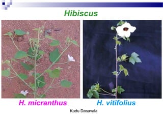H. micranthus H. vitifolius
Hibiscus
Kadu Dasavala
 