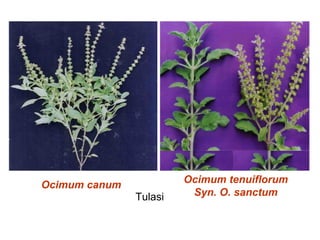 Ocimum canum
Ocimum tenuiflorum
Syn. O. sanctumTulasi
 
