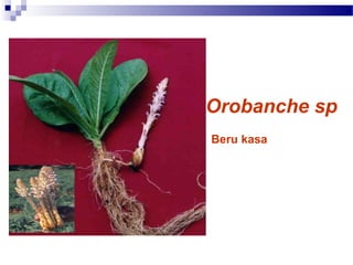 Orobanche sp
Beru kasa
 