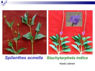 Spilanthes acmella Stachytarpheta indica
Kaadu uttarani
 