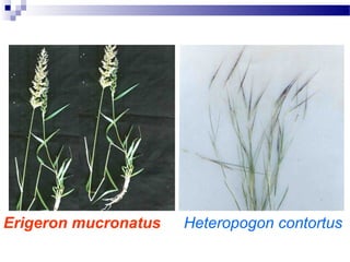 Erigeron mucronatus Heteropogon contortus
 