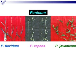 Panicum
P. flavidum P. javanicumP. repens
 