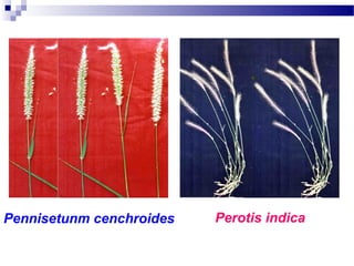 Pennisetunm cenchroides Perotis indica
 