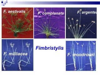 Fimbristylis
F. aestivalis F. argenteaF. complanata
F. milliacea F. woodrowii
 