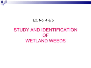 Ex. No. 4 & 5
STUDY AND IDENTIFICATION
OF
WETLAND WEEDS
 