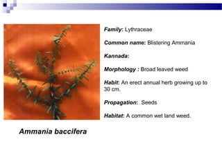 Ammania baccifera
Family: Lythraceae
Common name: Blistering Ammania
Kannada:
Morphology : Broad leaved weed
Habit: An erect annual herb growing up to
30 cm.
Propagation: Seeds
Habitat: A common wet land weed.
 