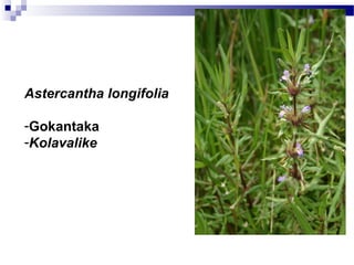 Astercantha longifolia
-Gokantaka
-Kolavalike
 