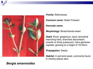Bergia amannoides
Family: Elatinaceae.
Common name: Water Firewort.
Kannada name:
Morphology: Broad leaved weed.
Habit: Erect, gregarious, stout, terrestrial
branching herb, branches decumbent,
smooth or thinly pubescent, hairs glandular
capitate, growing to a height of 15-45cm.
Propagation: Seeds
Habitat: A wet land weed, commonly found
in marshy places also.
 