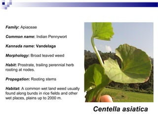Centella asiatica
Family: Apiaceae
Common name: Indian Pennywort
Kannada name: Vandelaga
Morphology: Broad leaved weed
Habit: Prostrate, trailing perennial herb
rooting at nodes.
Propagation: Rooting stems
Habitat: A common wet land weed usually
found along bunds in rice fields and other
wet places, plains up to 2000 m.
 