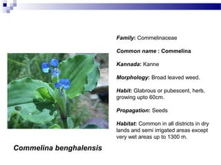 Commelina benghalensis
Family: Commelinaceae
Common name : Commelina
Kannada: Kanne
Morphology: Broad leaved weed.
Habit: Glabrous or pubescent, herb,
growing upto 60cm.
Propagation: Seeds
Habitat: Common in all districts in dry
lands and semi irrigated areas except
very wet areas up to 1300 m.
 