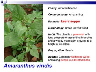 Amaranthus viridis
Family: Amaranthaceae
Common name: Amaranthus
Kannada: keere soppu
Morphology: Broad leaved weed
Habit: The plant is a perennial with
long prostrate or ascending branches
and a woody main stem growing to a
height of 30-60cm.
Propagation: Seeds
Habitat: Common wasteland weed
and along bunds in cultivated lands
 