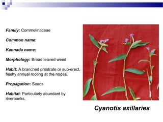 Cyanotis axillaries
Family: Commelinaceae
Common name:
Kannada name:
Morphology: Broad leaved weed
Habit: A branched prostrate or sub-erect,
fleshy annual rooting at the nodes.
Propagation: Seeds
Habitat: Particularly abundant by
riverbanks.
 