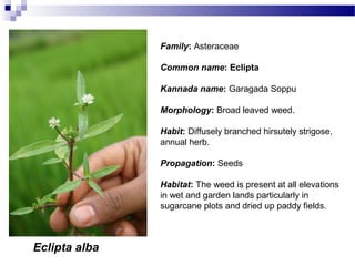 Eclipta alba
Family: Asteraceae
Common name: Eclipta
Kannada name: Garagada Soppu
Morphology: Broad leaved weed.
Habit: Diffusely branched hirsutely strigose,
annual herb.
Propagation: Seeds
Habitat: The weed is present at all elevations
in wet and garden lands particularly in
sugarcane plots and dried up paddy fields.
 
