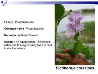 Eichhornia crassipes
Family : Pontederiaceae
Common name : Water hyacinth
Kannada : Anthara Thavare
Habitat : An aquatic herb. The plant is
either free floating or partly fixed in mud
in shallow waters.
 