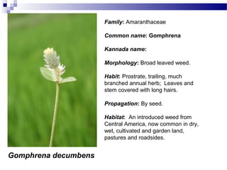 Gomphrena decumbens
Family: Amaranthaceae
Common name: Gomphrena
Kannada name:
Morphology: Broad leaved weed.
Habit: Prostrate, trailing, much
branched annual herb; Leaves and
stem covered with long hairs.
Propagation: By seed.
Habitat: An introduced weed from
Central America, now common in dry,
wet, cultivated and garden land,
pastures and roadsides.
 