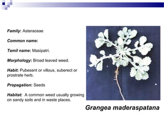 Family: Asteraceae
Common name:
Tamil name: Masipatri.
Morphology: Broad leaved weed.
Habit: Pubesent or villous, suberect or
prostrate herb.
Propagation: Seeds
Habitat: A common weed usually growing
on sandy soils and in waste places.
Grangea maderaspatana
 