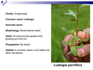 Ludwigia parviflora
Family: Onagraceae
Common name: Ludwigia
Kannada name:
Morphology: Broad leaved weed.
Habit: An erect annual aquatic herb
growing up to 60 cm.
Propagation: By seeds
Habitat: A common weed in rice fields and
other wet places.
 
