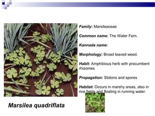 Marsilea quadriflata
Family: Marsileaceae
Common name: The Water Fern.
Kannada name:
Morphology: Broad leaved weed.
Habit: Amphibious herb with procumbent
rhizomes
Propagation: Stolons and spores
Habitat: Occurs in marshy areas, also in
rice fields and floating in running water.
 