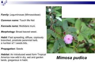 Mimosa pudica
Family: Leguminosae (Mimosoideae)
Common name: Touch Me Not
Kannada name: Muttidare muni.
Morphology: Broad leaved weed.
Habit: Fast spreading, diffuse, copiously
branched, prostrate perennial herb.
a number of 1 seeds bits.
Propagation: Seeds
Habitat: An introduced weed form Tropical
America now wild in dry, wet and garden
lands, gregarious in habit.
 