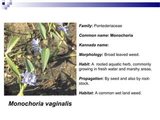 Monochoria vaginalis
Family: Pontederiaceae
Common name: Monochoria
Kannada name:
Morphology: Broad leaved weed.
Habit: A rooted aquatic herb, commonly
growing in fresh water and marshy areas.
Propagation: By seed and also by root-
stock.
Habitat: A common wet land weed.
 