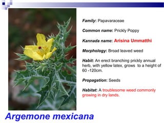 Argemone mexicana
Family: Papavaraceae
Common name: Prickly Poppy
Kannada name: Arisina Ummatthi
Morphology: Broad leaved weed
Habit: An erect branching prickly annual
herb, with yellow latex, grows to a height of
60 -120cm.
Propagation: Seeds
Habitat: A troublesome weed commonly
growing in dry lands.
 