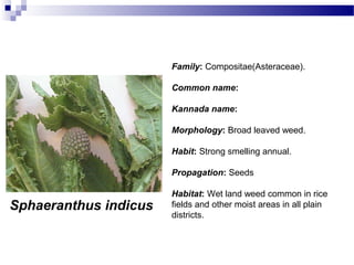 Sphaeranthus indicus
Family: Compositae(Asteraceae).
Common name:
Kannada name:
Morphology: Broad leaved weed.
Habit: Strong smelling annual.
Propagation: Seeds
Habitat: Wet land weed common in rice
fields and other moist areas in all plain
districts.
 