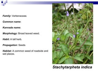Stachytarpheta indica
Family: Verbenaceae.
Common name:
Kannada name:
Morphology: Broad leaved weed.
Habit: A tall herb.
Propagation: Seeds
Habitat: A common weed of roadside and
wet places.
 