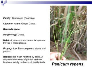 Panicum repens
Family: Gramineae (Poaceae)
Common name: Ginger Grass.
Kannada name:
Morphology: Grass.
Habit: A very common perennial species,
thrives in moist places.
Propagation: By underground stems and
grains.
Habitat: It is much relished by cattle. A
very common weed of garden and wet
lands especially on bunds of paddy fields.
 