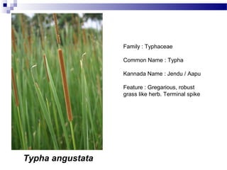 Typha angustata
Family : Typhaceae
Common Name : Typha
Kannada Name : Jendu / Aapu
Feature : Gregarious, robust
grass like herb. Terminal spike
 
