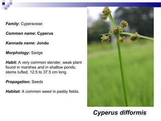 Cyperus difformis
Family: Cyperaceae
Common name: Cyperus
Kannada name: Jondu
Morphology: Sedge
Habit: A very common slender, weak plant
found in marshes and in shallow ponds;
stems tufted, 12.5 to 37.5 cm long.
Propagation: Seeds
Habitat: A common weed in paddy fields.
 