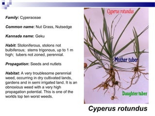 Cyperus rotundus
Family: Cyperaceae
Common name: Nut Grass, Nutsedge
Kannada name: Geku
Habit: Stoloniferous, stolons not
bulbiferous; stems trigonous, up to 1 m
high; tubers not zoned, perennial.
Propagation: Seeds and nutlets
Habitat: A very troublesome perennial
weed, occurring in dry cultivated lands,
gardens and in semi irrigated land. It is an
obnoxious weed with a very high
propagation potential. This is one of the
worlds top ten worst weeds.
 