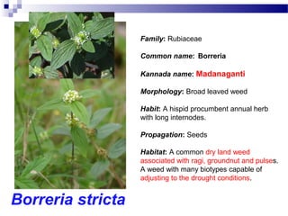 Borreria stricta
Family: Rubiaceae
Common name: Borreria
Kannada name: Madanaganti
Morphology: Broad leaved weed
Habit: A hispid procumbent annual herb
with long internodes.
Propagation: Seeds
Habitat: A common dry land weed
associated with ragi, groundnut and pulses.
A weed with many biotypes capable of
adjusting to the drought conditions.
 