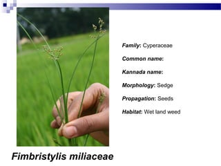 Fimbristylis miliaceae
Family: Cyperaceae
Common name:
Kannada name:
Morphology: Sedge
Propagation: Seeds
Habitat: Wet land weed
 