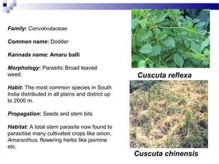 Cuscuta chinensis
Family: Convolvulaceae
Common name: Dodder
Kannada name: Amaru balli
Morphology: Parasitic Broad leaved
weed.
Habit: The most common species in South
India distributed in all plains and district up
to 2000 m.
Propagation: Seeds and stem bits
Habitat: A total stem parasite now found to
parasitise many cultivated crops like onion,
Amaranthus, flowering herbs like jasmine
etc.
Cuscuta reflexa
 