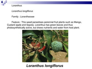 Loranthus longiflorus
Loranthus
Loranthus longiflorus
Family : Loranthaceae
Feature : This weed parasitises perennial fruit plants such as Mango,
Custard apple and Sapota. Loranthus has green leaves and thus
photosynthetically active, but draws nutrients and water from host plant.
 