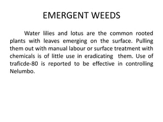 Water lilies and lotus are the common rooted
plants with leaves emerging on the surface. Pulling
them out with manual labour or surface treatment with
chemicals is of little use in eradicating them. Use of
traficde-80 is reported to be effective in controlling
Nelumbo.
EMERGENT WEEDS
 