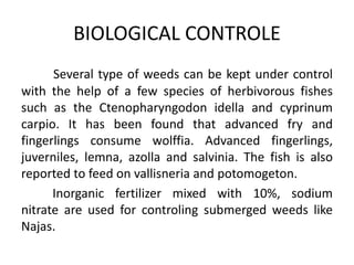 Several type of weeds can be kept under control
with the help of a few species of herbivorous fishes
such as the Ctenopharyngodon idella and cyprinum
carpio. It has been found that advanced fry and
fingerlings consume wolffia. Advanced fingerlings,
juverniles, lemna, azolla and salvinia. The fish is also
reported to feed on vallisneria and potomogeton.
Inorganic fertilizer mixed with 10%, sodium
nitrate are used for controling submerged weeds like
Najas.
BIOLOGICAL CONTROLE
 