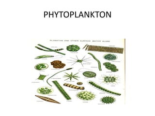 PHYTOPLANKTON
 