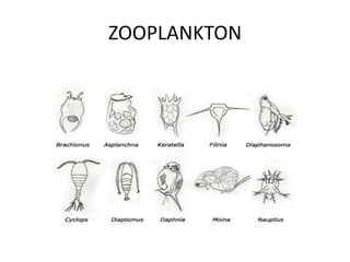 ZOOPLANKTON
 