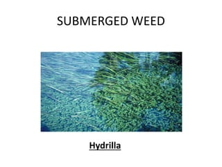 SUBMERGED WEED
Hydrilla
 