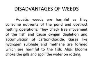 Aquatic weeds are harmful as they
consume nutrients of the pond and obstruct
netting operations. They check free movement
of the fish and cause oxygen depletion and
accumulation of carbon-dioxide. Gases like
hydrogen sulphide and methane are formed
which are harmful to the fish. Algal blooms
choke the gills and spoil the water on rotting.
DISADVANTAGES OF WEEDS
 