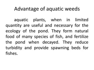 aquatic plants, when in limited
quantity are useful and necessary for the
ecology of the pond. They form natural
food of many species of fish, and fertilize
the pond when decayed. They reduce
turbidity and provide spawning beds for
fishes.
Advantage of aquatic weeds
 